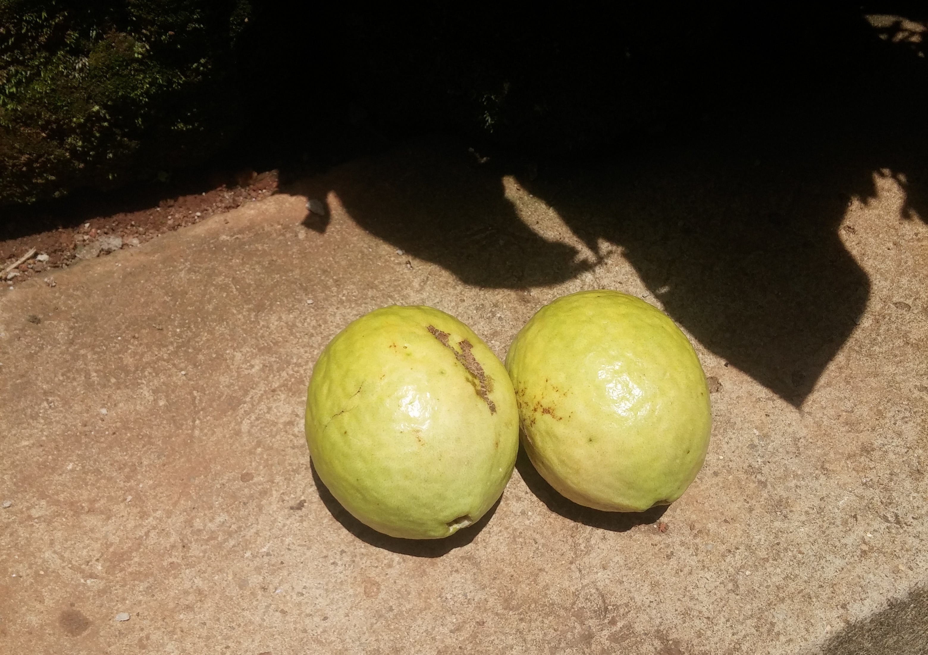 Guava uganda